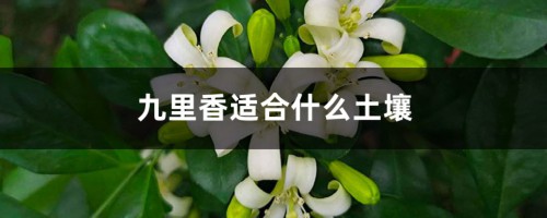 九里香适合什么土壤