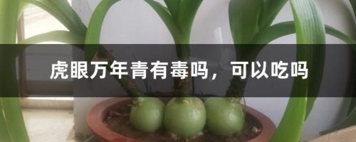 虎眼万年青有毒吗，可以吃吗