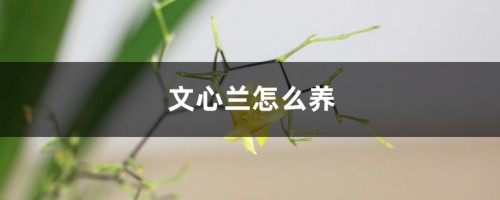 文心兰怎么养