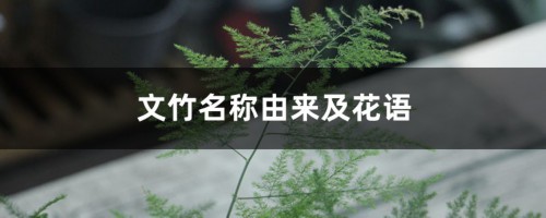 文竹名称由来及花语