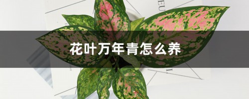 花叶万年青的养殖方法和注意事项